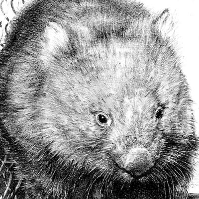 ふるさと納税 池田市 イラストレーション山本 ウォンバット キーホルダー・ポストカードセット |  | 03