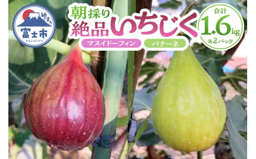 【8月頃から順次発送予定】 朝採り 絶品 いちじく (マスイドーフィン + バナーネ) 4パック（各400g × 2種 × 2パック) 国産 ご当地 富士山 お取り寄せ 限定 減農薬 減肥料 安心 安全 高品質 生食 ジャム 富士市 果物 フルーツ(a1014)