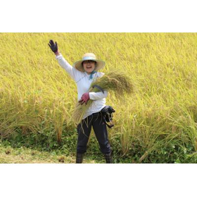 ふるさと納税 綾部市 手間暇かけて育てた美味しいお米  令和7年産コシヒカリ5kg【精米】 |  | 01