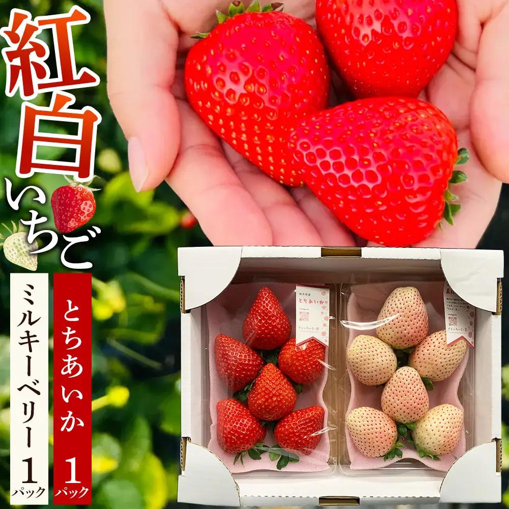 【先行予約受付】≪2027年1月発送≫ 白箱 とちあいか ミルキーベリー 紅白セット ｜果物 いちご 朝取り 新鮮 ハート フルーツ デザート ストロベリー デザート スイーツ 苺 イチゴ 大田原市 栃木県