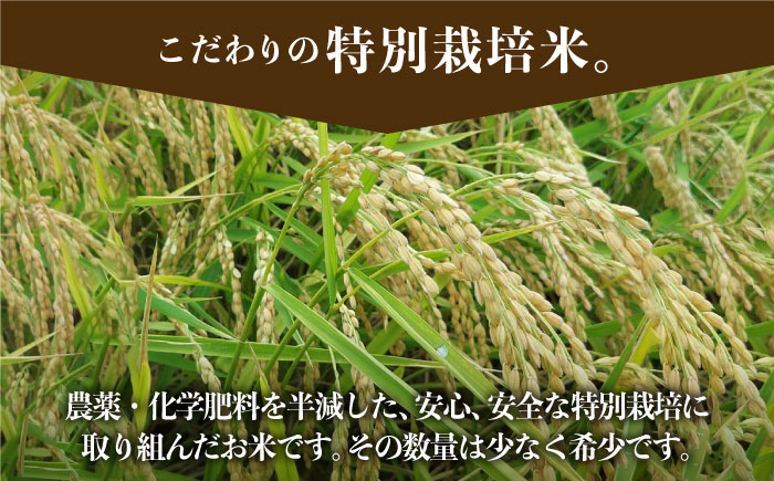 【先行予約】令和6年産新米！ 特別栽培米 さがびより 10kg 白米 山口さんちの贈り物【y'scompany】米 お米 佐賀県産 [IAS006]