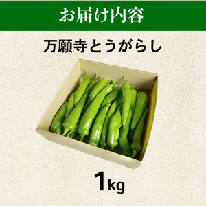 【7月発送】万願寺とうがらし 1kg 野菜 京野菜 万願寺とうがらし万願寺とうがらし万願寺とうがらし