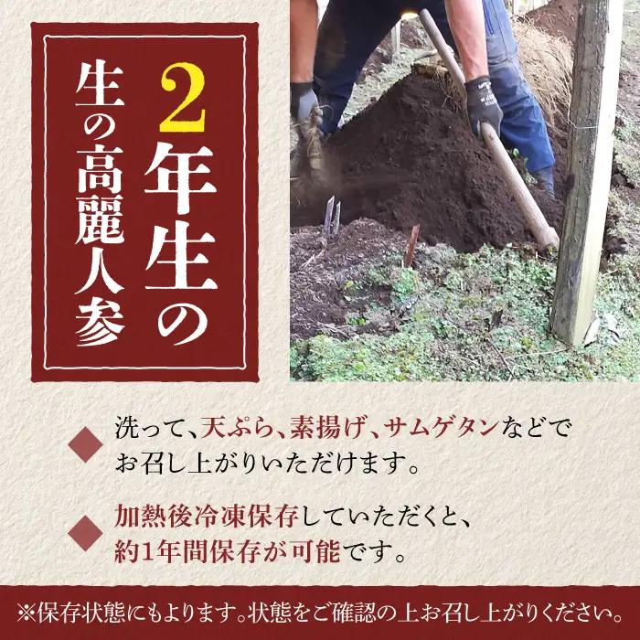 【栽培期間出来るだけ農薬を減らして作った 生高麗人参】2年生 太物 約200g 国産 朝鮮人参｜天然アロマ工房Pono　※2026年10月中旬～11月下旬お届け予定