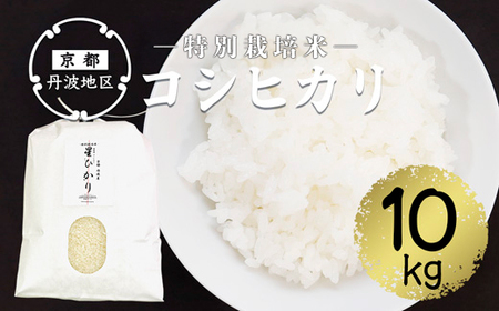 【令和7年産】新米 コシヒカリ精米10kg | お米 米 新米 精米 白米