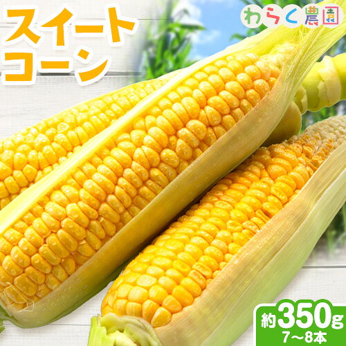 【ふるさと納税】【先行予約】スイートコーン 7〜8本 350g前後 わらく農園《2027年6月上旬-6月末頃出荷》熊本県 葦北郡 津奈木町 とうもろこし コーン 送料無料