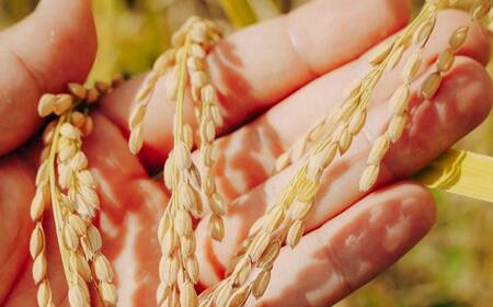 令和7年産 極上 魚沼産コシヒカリ「亀福米」5kg (特別栽培米) 株式会社亀福 |  |津南町 魚沼産コシヒカリ