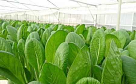水耕 栽培 新鮮 葉物 野菜 Cセット GreensFarm ホタル サラダ 和え物 M10S101【2026年11月上旬～2027年6月上旬発送予定】