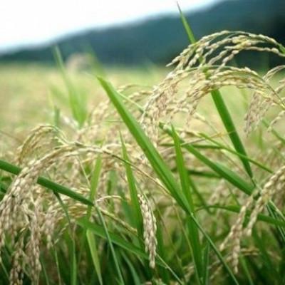 ふるさと納税 与謝野町 京都丹後産コシヒカリ 精米30kg 栽培期間中、農薬を減らして育てたお米　農家直送 |  | 01
