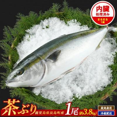 ふるさと納税 長島町 茶ぶり 1尾(内臓処理済　約3.8kg)セミドレス 【ウスイ】usui-7323R8