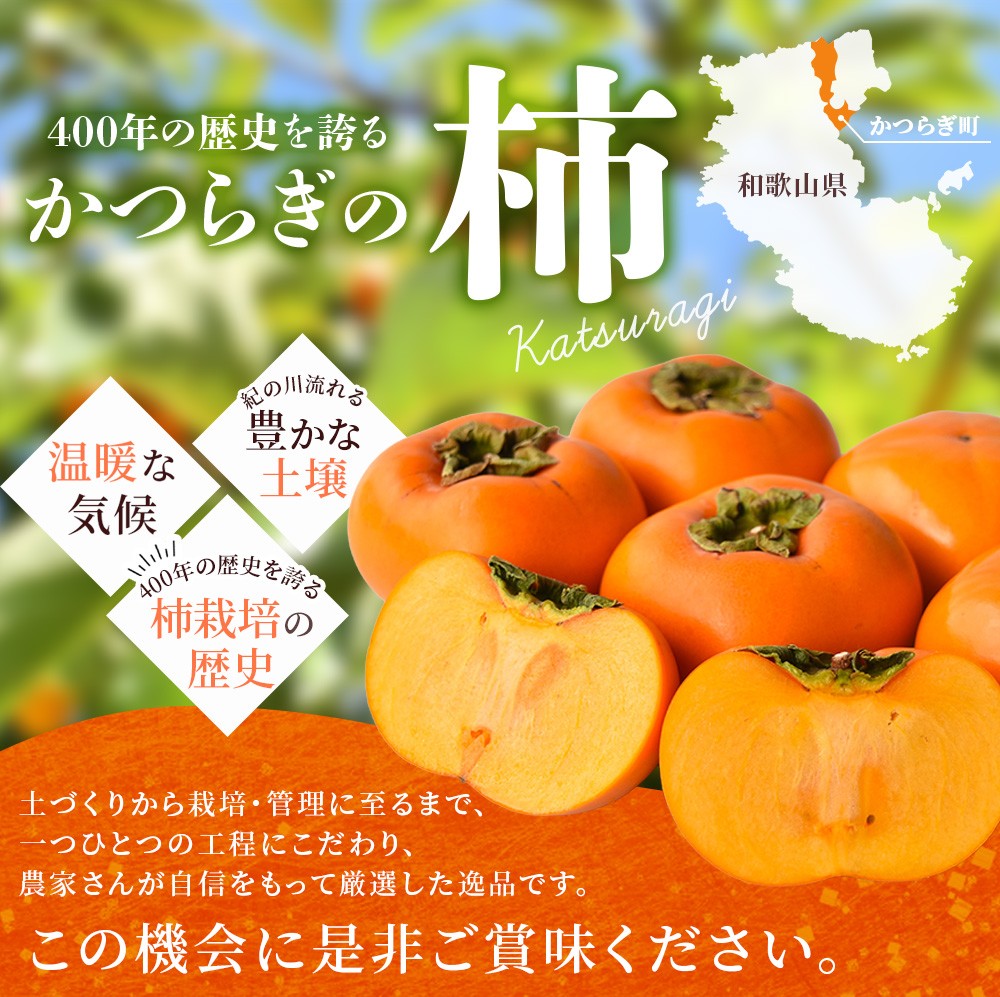 【2026年先行予約】種無し柿 早生刀根柿 1.8kg 2026年9月下旬～10月下旬頃に順次発送予定（お届け日指定不可）/ 和歌山 柿 かき フルーツ 果物 くだもの 刀根 種無し【kgr003A】
