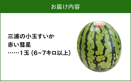 三浦 の 小玉 スイカ （ 赤い彗星 ） 1ヶ入 M080-004-03 すいか 西瓜 フルーツ 果物 果実 ジューシー 甘い 夏季 数量 期間 限定 おいしい デザート みずみずしい 国産 旬の果物