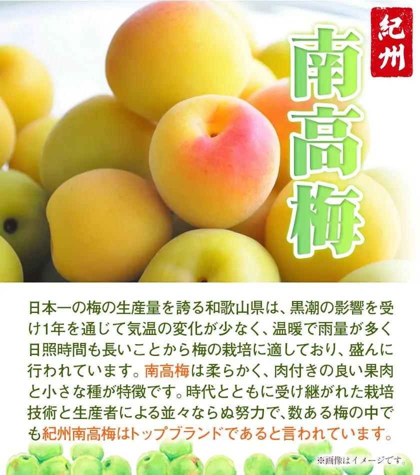 南高梅　わけあり 紀州南高梅 はちみつ梅 2.6kg
