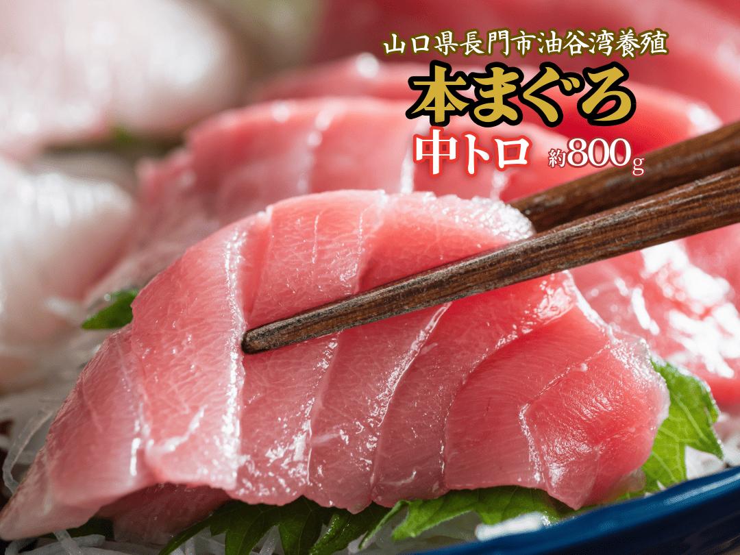 
                  長門産養殖 本マグロ 中トロ柵 800g【マグロ 中トロ まぐろ 柵 刺身 中とろ さく 鮪 冷凍 急速冷凍】
                