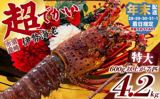 
                  【 年内発送 】 特大 伊勢海老 選べる 容量 600g ～ 4.2kg 以上 冷凍 年末年始 正月  ( 特大サイズ 急速冷凍 えび エビ 高級 鮮魚 海鮮 魚介 刺身 焼き物 汁物 ギフト 贈答 贈り物 祝い 歳暮 中元 年末 年始 早期 予約 ) IKY067_1234
                