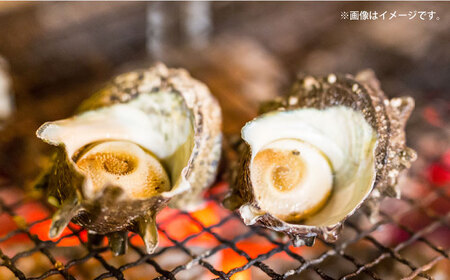 【全3回定期便】サザエ 1kg 6~10個 三浦半島  さざえ 産地直送 貝 冷蔵 さざえ サザエ 【長井水産株式会社】 [AKAJ009]