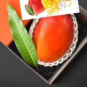 マンゴー 【2026 夏発送】 ふじえだ完熟マンゴー 1玉 【先行予約開始】 マンゴー マンゴー