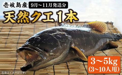 【9月～11月限定】 天然 クエ 丸もの 1本 3～5kg（鍋・刺身 5～10人用） 《壱岐市》【丸和水産】[JCJ011] 100000 100000円 10万円