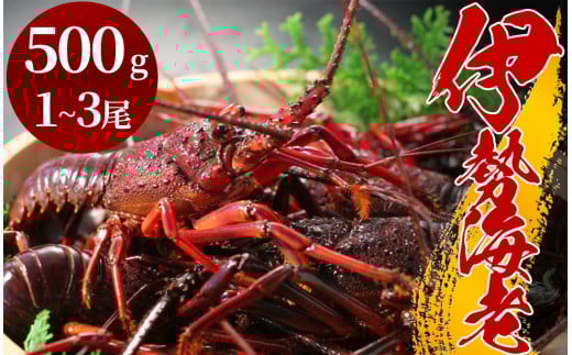 伊勢海老（1～3尾） 【いせえび 伊勢海老 伊勢海老 鮮魚 海老 えび 人気 名産 高級 おすすめ 数量限定 贈答 静岡県 南伊豆 伊豆 】　<AM-5>