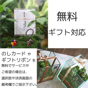 D011 観葉植物 [テラリウム Mサイズ] (花うるる モダン インテリア ギフト プレゼント おしゃれ 観葉 ガジュマル ガラス ケース 完成品 ミニ観葉 盆栽 アクアリウム おしゃれ リビング 