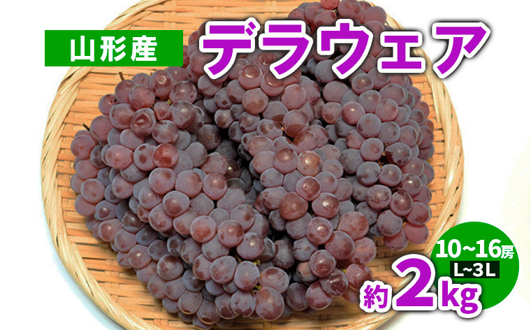 
            山形産 デラウェア 約2kg(10～16房) L～3L 【令和7年産先行予約】FS23-782 くだもの 果物 フルーツ 山形 山形県 山形市 2025年産
          