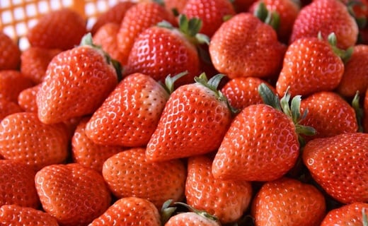 【2026年3月発送】「ゆうべに」250g×4パック いちご イチゴ 苺 フルーツ 果物