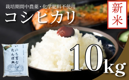 【2024年9月より順次発送】 令和6年産 新米 白米 コシヒカリ 10kg (5kg×2) 栽培期間中無農薬 四国 徳島 小松島 米 精米したて ふるさと納税 新生活 おいしい kome お米 こめ おこめ こしひかり 精米 国産 ごはん ご飯 白飯 ゴハン ふるさと 安心 安全 人気 おすすめ 送料無料 国産 TKG 卵かけご飯 おにぎり いのち育む田んぼ米 生物多様性 【北海道・東北・沖縄・離島への発送不可】 | ｺｼﾋｶﾘ 新米 ｺｼﾋｶﾘ 新米 ｺｼﾋｶﾘ 新米 ｺｼﾋｶﾘ 新米 ｺｼﾋｶﾘ 新米