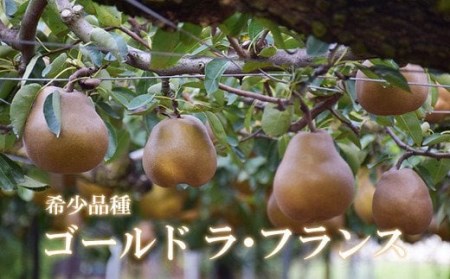 No.2233ヤマ考紺野果樹園 ゴールド ラフランス 約3kg【2026年発送】
