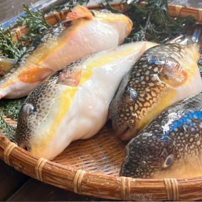 ふるさと納税 岬町 【天然フグ】紀淡海峡の恵み・泉州みさき旬の魚/ショウサイフグ(ナゴヤフグ) |  | 01