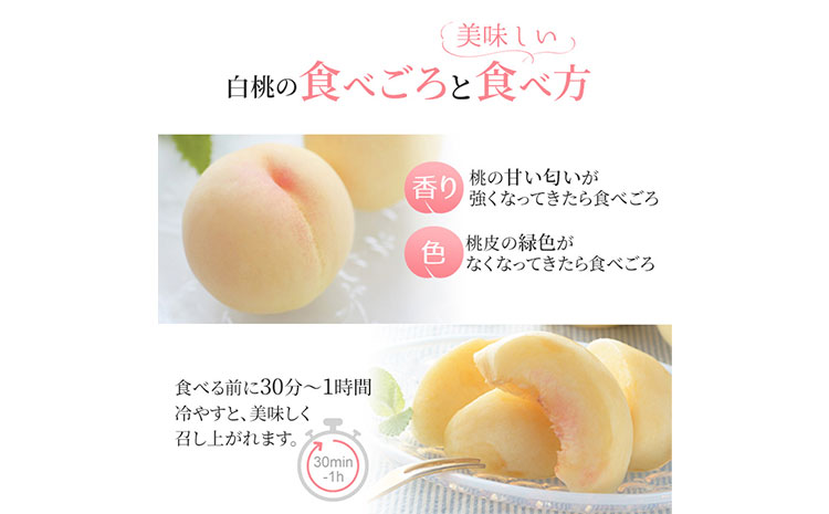 【先行予約】岡山白桃ロイヤル 3玉 計約900g 橋田商店有限会社《7月上旬-8月中旬頃出荷》 岡山県 浅口市 岡山県産 もも フルーツ 果物 くだもの 白桃 送料無料 ---124_c3761_7a