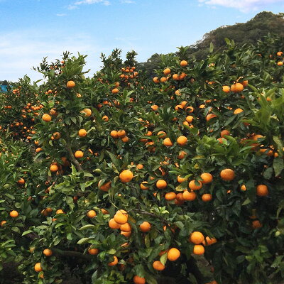 AT6314_【ご家庭用】和歌山有田みかん 約10kg (2L、3Lサイズ)【湯浅町】