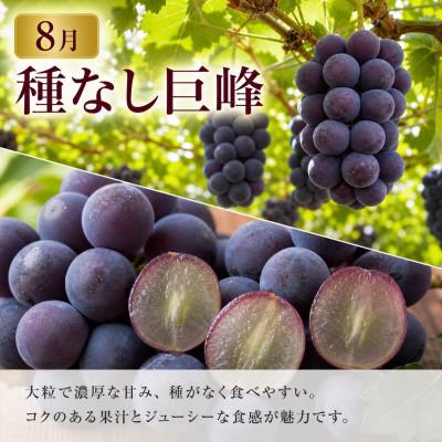 ふるさと納税 有田川町 【発送月固定定期便】紀州有田産旬のフルーツセット(種なし巨峰約2kg・梨約2kg)全2回 |  | 01