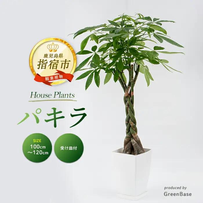 2026年6月頃～発送【観葉植物】パキラ 100cm～120cm Green Base IB003-002 観葉植物 ※北海道・沖縄・離島配送不可