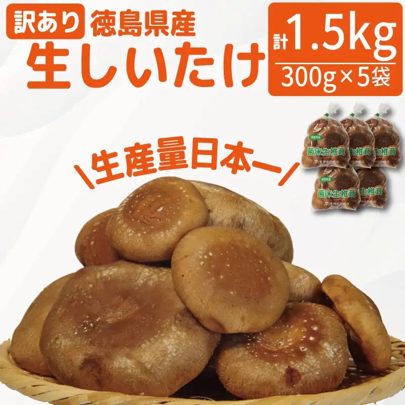訳あり 生しいたけ 1.5kg しいたけ