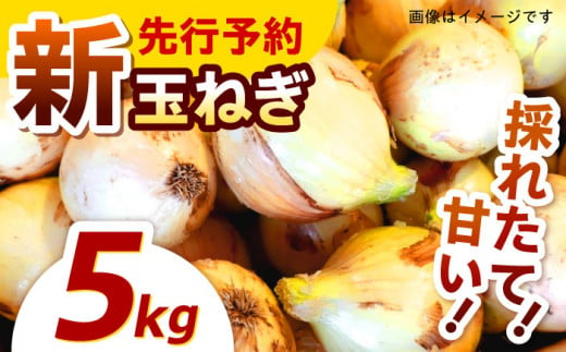 【先行予約】季節限定『新玉ねぎ』 貴錦 5kg / 玉ねぎ たまねぎ 玉葱 サラダ 新玉 しんたま 新鮮 野菜 やさい / 諫早市 / ふるさと有明ファーム [AHAQ005]