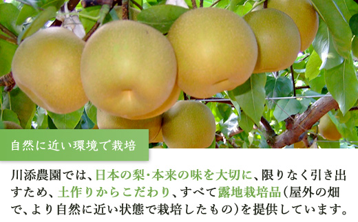 訳あり 今が食べ頃 特栽 旬の梨5kg　愛宕梨　果物 フルーツ くだもの