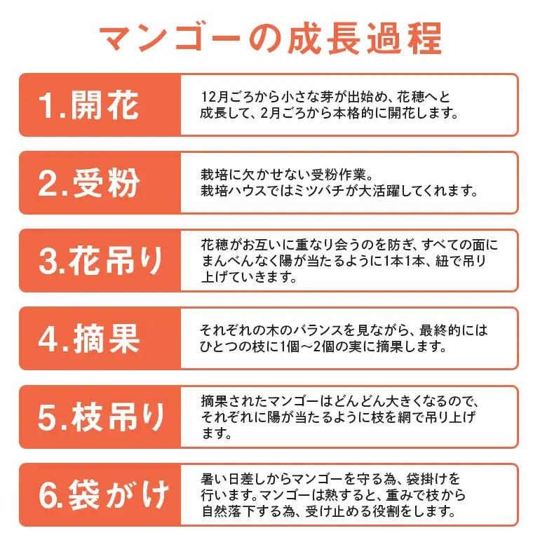 【 先行予約 2026年 発送 】 沖縄県知事賞4度受賞 サンフルーツ糸満 マンゴー  秀品 1kg アップルマンゴー アーウィンマンゴー 国産 完熟マンゴー 果物 南国 くだもの フルーツ 完熟 夏