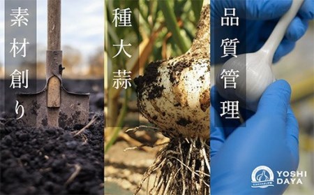 青森県産「にんにく・福地ホワイト種」　特大サイズ・６玉【2023年産】