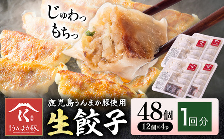 生餃子 鹿児島 うんまか豚 48個 餃子《60日以内に出荷予定(土日祝除く)》薩摩 さつま 豚 ぎょうざ 餃子