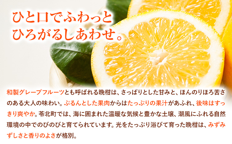 先行予約 みかん 晩柑 10kg 高橋商店《2026年3月下旬-7月上旬頃出荷》熊本県 苓北町 柑橘 かんきつ 果物 フルーツ 送料無料---reihoku_ths_3_10kg---