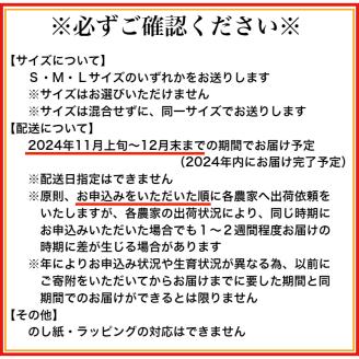 有田みかん「未来への虹」10kg(A2-1)