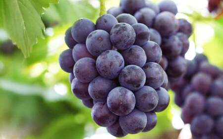 詰合 白桃 2玉 （1玉220g以上）・ニューピオーネ 2房 （1房480g以上） 化粧箱入り 【2026年7月下旬～8月上旬迄発送予定】 果物 くだもの フルーツ 桃 もも モモ ぶどう ブドウ 葡