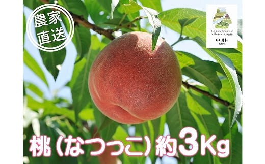
中川村の桃（なつっこ）約３Kg
