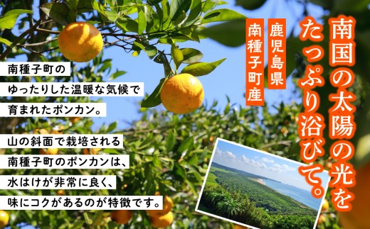 【先行予約】【定期便】 種子島 旬鮮セット 全2回 安納いも ポンカン 人気 種子島産 返礼品 南種子町 鹿児島 かごしま 【のっちーよ種子島】