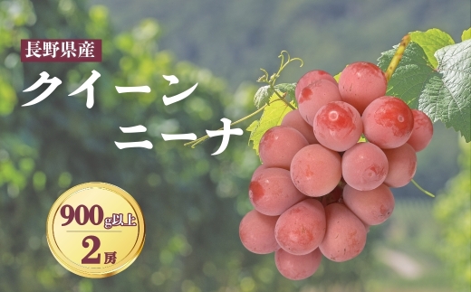 【2026年先行予約】クイーンニーナ 900g以上（2房）｜ぶどう 大粒 赤ぶどう 種無し 皮ごと 信州 長野県 千曲市