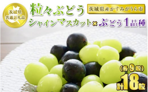 粒々ぶどう 合計18粒 各9粒 シャインマスカットとぶどう1品種【茨城県共通返礼品 かすみがうら市】セット 2種類 食べ比べ シャインマスカット マスカット ぶどう ブドウ 葡萄 果物 フルーツ お取り寄せ ※2024年8月下旬頃より順次発送予定
