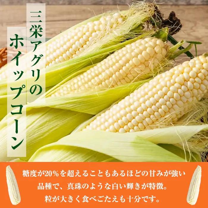 スイートコーン ホイップコーン 北海道 8本 2026年8月下旬より発送 【三栄アグリ】　A7096