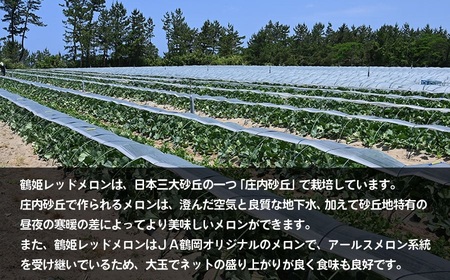 【令和6年産先行予約】 鶴姫レッドメロン (3玉～5玉) 秀品 4L～2L JA鶴岡 A46-601