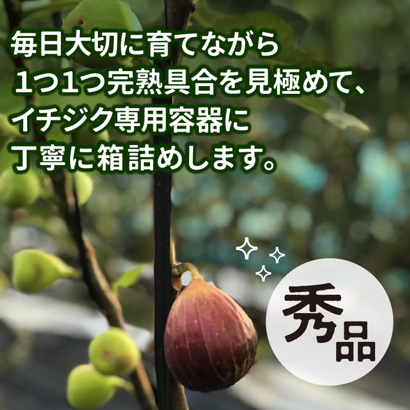 SDGs米糠循環農法で育てた樹上完熟イチジク秀品700g以上（サイズ混合12個）×2箱　潰れにくいイチジク専用容器入り【産地直送2026年8月より順次出荷】_イチジク 秀品 700g 以上 サイズ混合