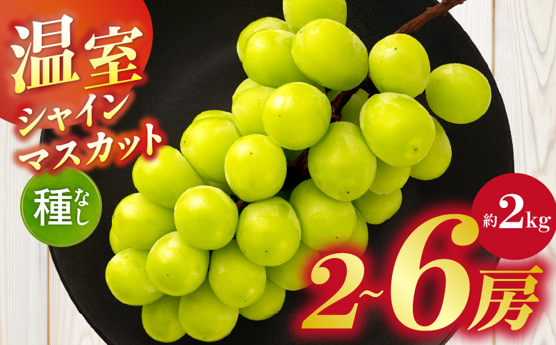 温室シャインマスカット　約2kg  シャインマスカット マスカット ぶどう ブドウ 葡萄 果物 フルーツ 新鮮 くだもの 国産 ギフト お裾分け 旬 人気 種なし 皮ごと食べられる ジューシー 糖度が