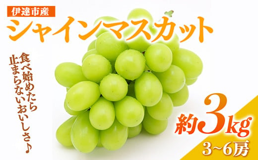 
＜2024年秋発送＞大人気！たくさん届く 伊達市産 シャインマスカット 約3kg（3～6房）フルーツ 果物 ぶどう マスカット デザート 福島県 伊達市 F20C-659
